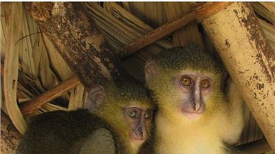 A new species of monkey with a distinctive blue rear end has been identified in Africa