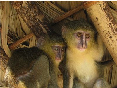 A new species of monkey with a distinctive blue rear end has been identified in Africa