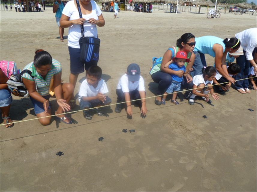 Armada de Mexico libera Crias de tortuga lora en Playas de Tuxpan, Veracruz