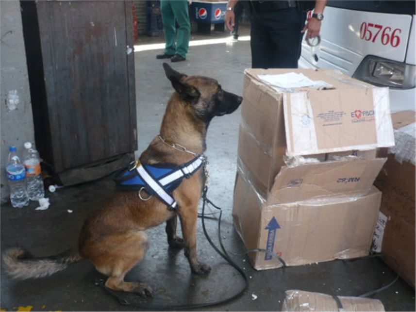 BINOMIOS CANINOS DE LA POLICÍA FEDERAL DETECTAN 39 PAQUETES CON DROGA EN NUEVO LEÓN