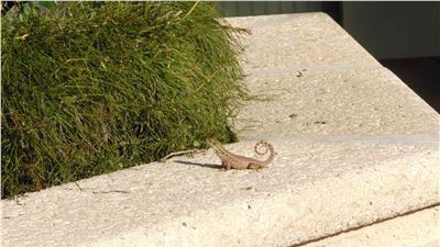 Boca Raton, Florida: curious photo