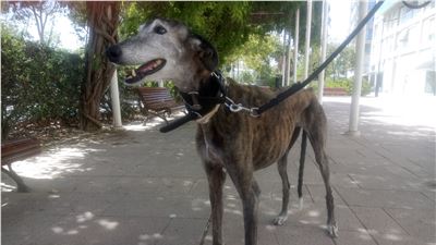 Celebrating National Dog Day