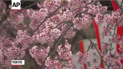 Cherry Blossoms Open in Japan
