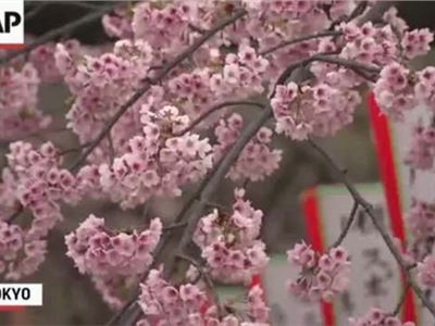Cherry Blossoms Open in Japan