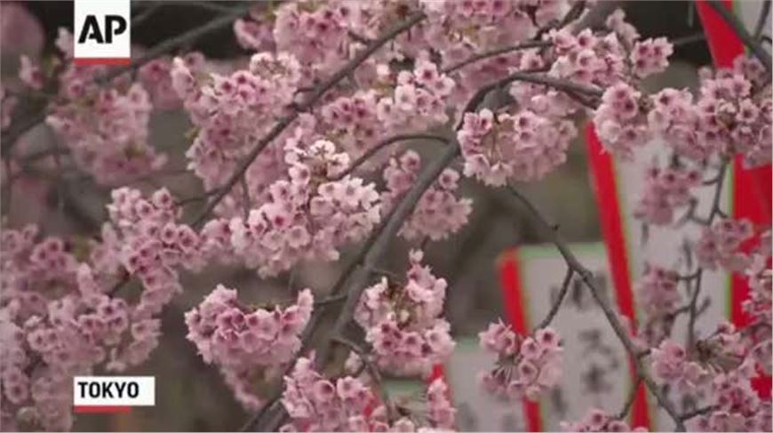 Cherry Blossoms Open in Japan