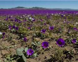 Desierto de Atacama en Chile: excepcional floración en uno de los sitio  más áridos del mundo