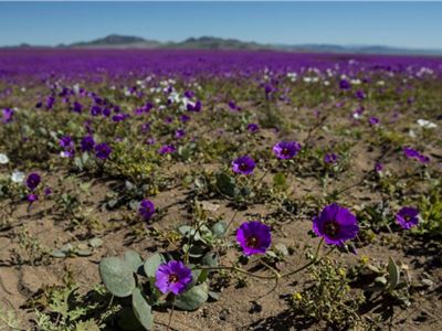 Desierto de Atacama en Chile: excepcional floración en uno de los sitio  más áridos del mundo