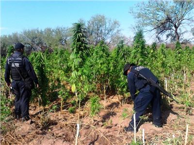 EN SONORA, POLICÍA FEDERAL LOCALIZA Y DESTRUYE UN PLANTÍO DE MARIHUANA