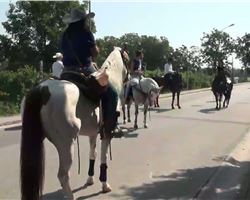 Festa del Cavallo di Succivo 