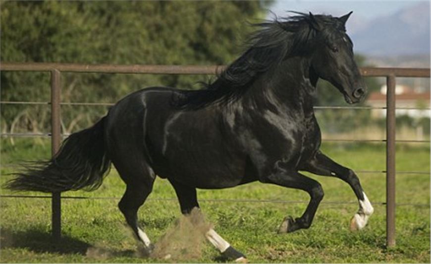 Hospital patient was kicked and mauled to death by stallion 