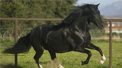 Hospital patient was kicked and mauled to death by stallion 