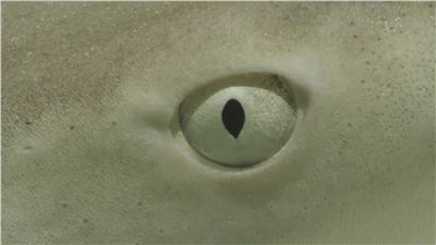 HOW YOUR MONEY ROCKS THE OCEAN. TORTUGA IN FORT LAUDERDALE.