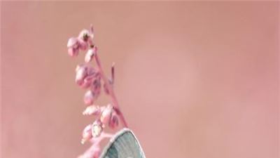 IL CUORE DELLA PRIMAVERA