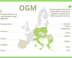 In Italia  è vietato coltivare Ogm.