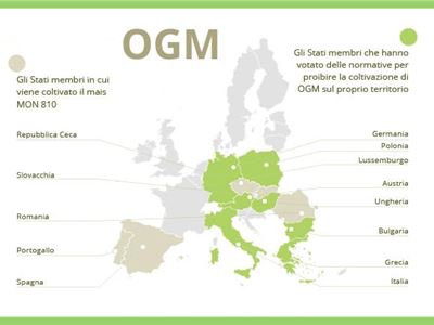 In Italia  è vietato coltivare Ogm.