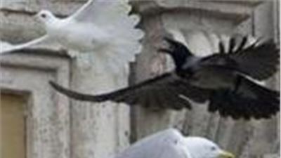 La colomba del Papa Francesco aggredita da un corvo….non e’ un buon presagio!!!