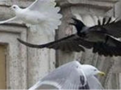 La colomba del Papa Francesco aggredita da un corvo….non e’ un buon presagio!!!