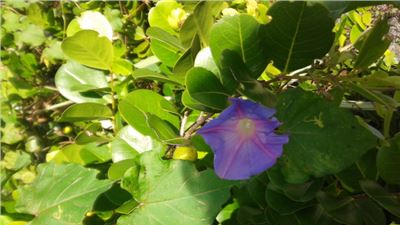 Morning walk in the nature