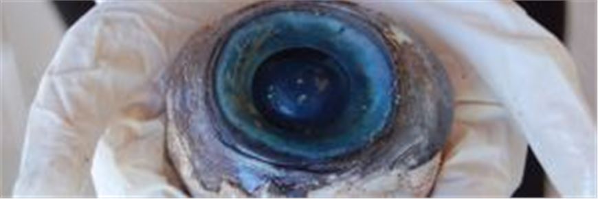 On the beach in Pompano Beach you can find strange things!