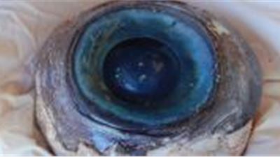 On the beach in Pompano Beach you can find strange things!