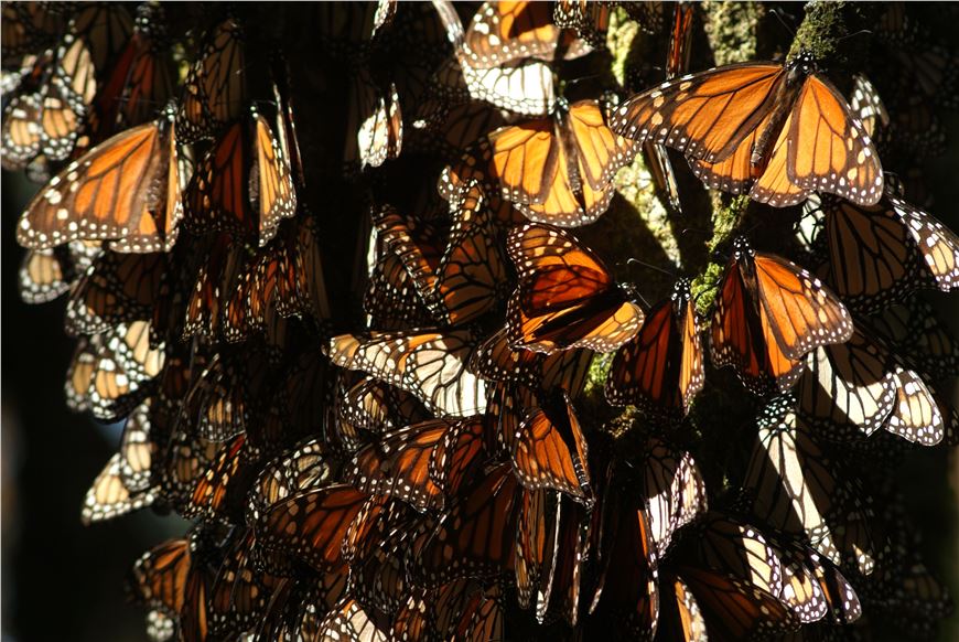 Promoción de Santuarios de la Monarca  a través de experiencia aromática