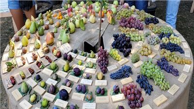 Promoting Prosperity: The Role of Policy in Supporting U.S. Tropical Agriculture Growth