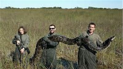 Pythons: guns and machetes for the competition to see who kills more them