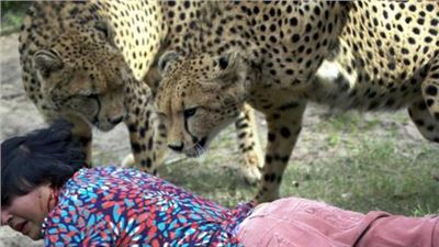 Reckless tourists attacked by cheetahs