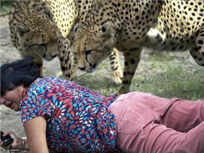 Reckless tourists attacked by cheetahs