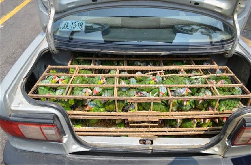 RECUPERA POLICÍA FEDERAL EN MICHOACÁN MÁS DE 200 AVES EXÓTICAS QUE ERAN TRANSPORTADAS EN MALAS CONDICIONES