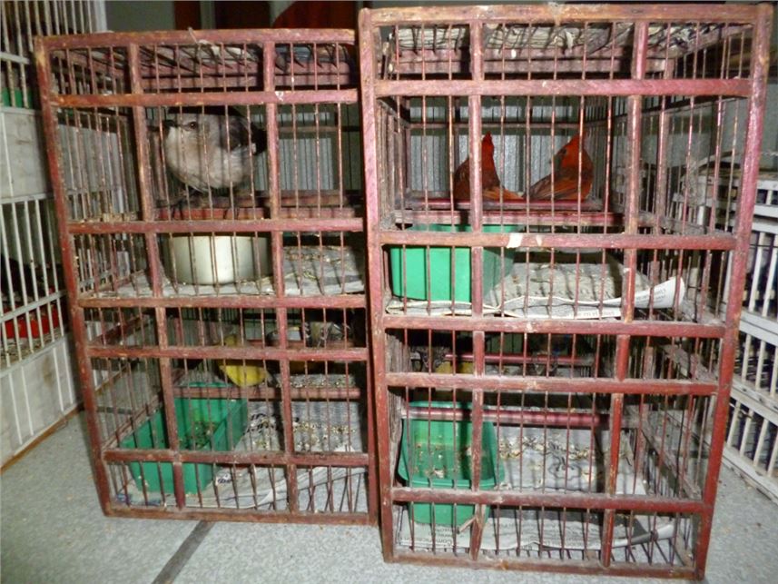 RESULTADO DEL PROGRAMA CUADRANTES CARRETEROS, POLICÍA FEDERAL RECUPERÓ 88 AVES SILVESTRES EN SAN LUIS POTOSÍ