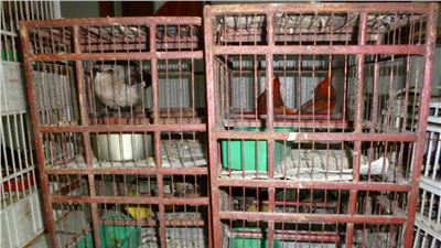 RESULTADO DEL PROGRAMA CUADRANTES CARRETEROS, POLICÍA FEDERAL RECUPERÓ 88 AVES SILVESTRES EN SAN LUIS POTOSÍ