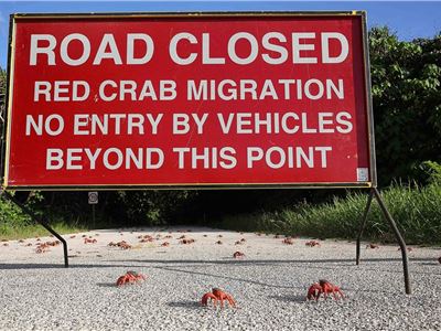 Road closed due to the miraculous mass migration of red crabs