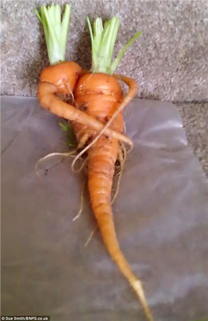 The amazing carrot couple plucked from the ground in an embrace