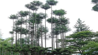 The Art and Sustainability of Daisugi Technique