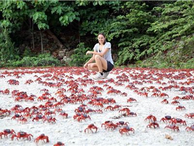 The miraculous mass migration of red crabs