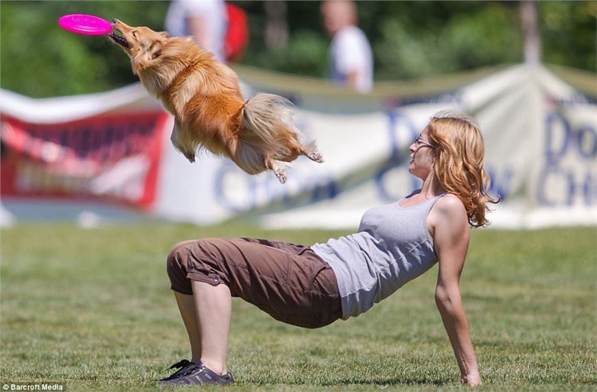 There's a Frisbee around here somewhere: Dog finds its hairdo hampers its chances at Frisbee European championships