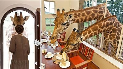 Two residents of Kenyan hotel decide breakfast is included with their stay 