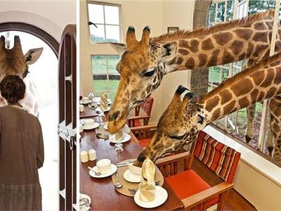 Two residents of Kenyan hotel decide breakfast is included with their stay 