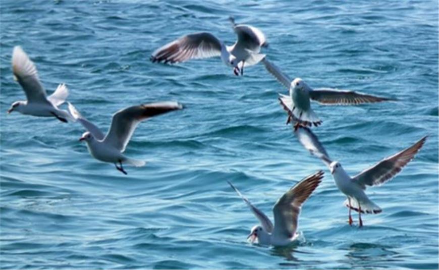 Uno studio conferma che gli uccelli marini sono orientati con l'odore