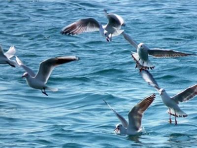 Uno studio conferma che gli uccelli marini sono orientati con l'odore