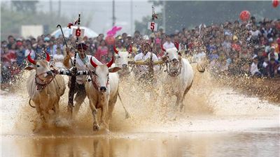Vietnam, the race of cows